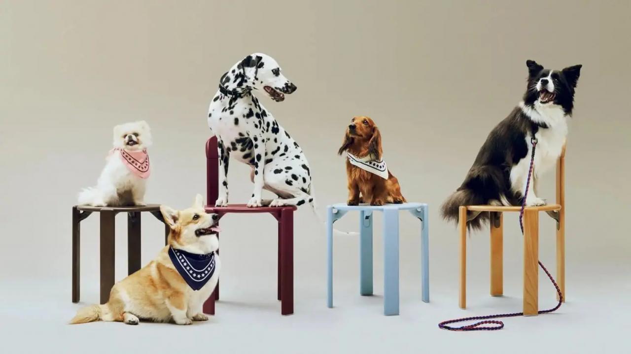 HAYとHOLLY GOLIGHTLYのペット用品コラボ「HAY DOGS COLLECTION」の第2弾が発売