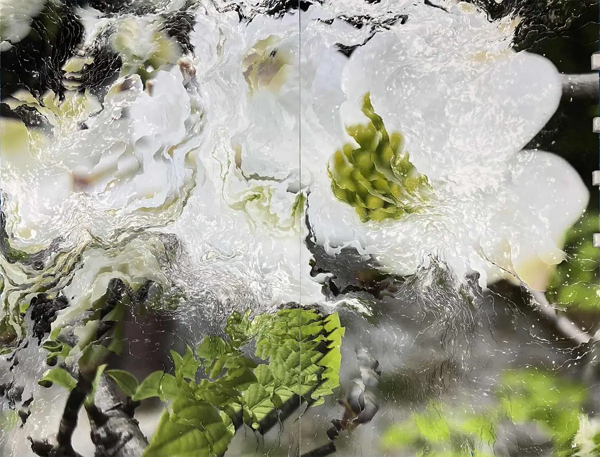 《Cornus florida linn》2025 年｜©Nerhol Courtesy of Yutaka Kikutake Gallery
