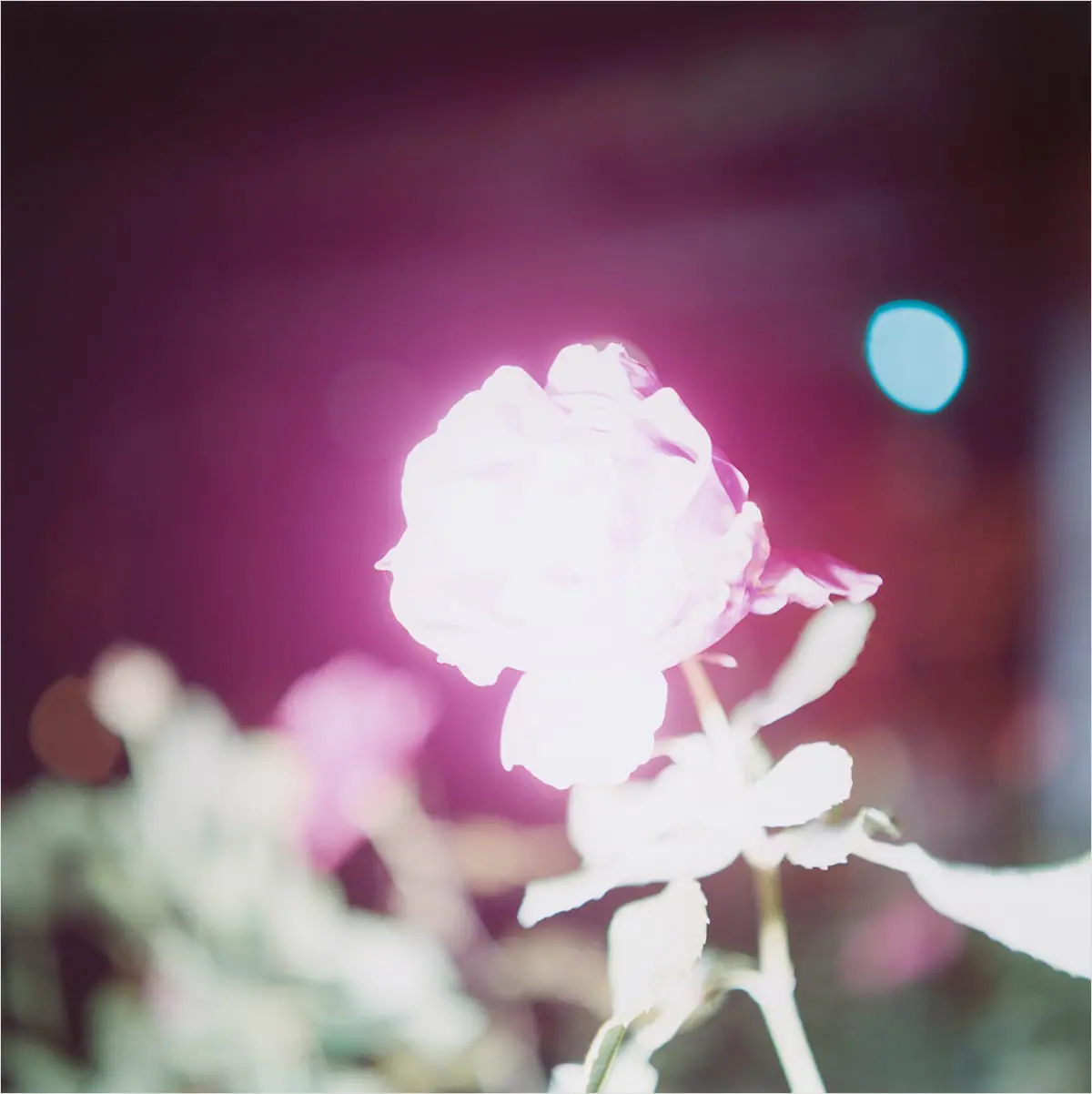 川内倫子 《無題》(シリーズ〈Illuminance〉より) 2009 年 ©Rinko Kawauchi