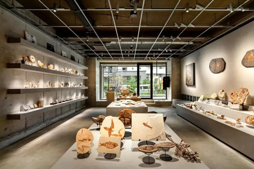 実物の化石をアートとして提案するショップ「買える化石博物館 TOKYO」が新宿にオープン